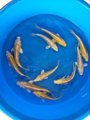 Yamabuki cena 750 Kč